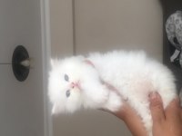 Duygularınızı değiştirecek chinchilla bebişlerim