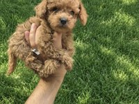 Toy poodle yavrumuz