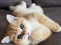British Shorthair Yavrular