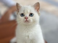 Show kalite british shorthair yavrular