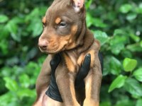 Üst kalite doberman dişi yavrular