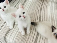 Safkan British Shorthair