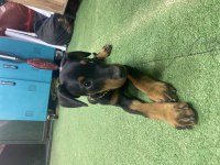 3 AYLIK DOBERMAN EĞİTİMLİ KARNELİ
