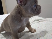İsabella and tan erkek yavru french bulldog