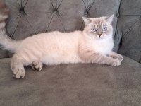 PAMUK PRENSES SCOTTİSH STRAİGHT