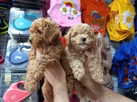 Maltipoo Dişi Erkek Bebekler