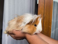 Acil otu ve peletiyle sahiplendirme ücretsiz ginepig