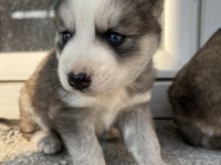 MUHTEŞEM GÜZELLİKTE HUSKY YAVRULARIMIZ YENİ AİLESİNİ ARIYOR