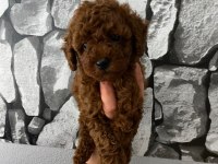 Evde Bakılan Sağlık Ve Irk Garantili Poodle Bebek