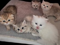 British shorthair bilgi özelden verilecek