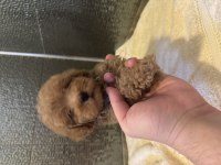 Çok güzel Maltipoo bebekler