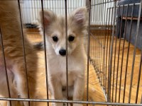 Pomeranian Yavrular