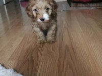 2.5 aylık maltipoo