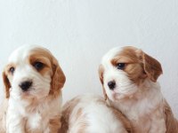 Safkan cavalier king Charles yavruları
