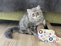 British Silver Longhair
