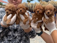 Kore toy poodle yavrularımız 