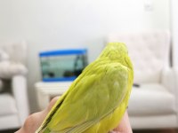 Forpus papağanı bebekleri