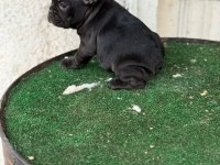 FRANSIZ BULLDOG KÖPEĞİMİZ