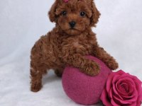 Toypoodle Yavrularımız 