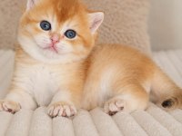Turuncumu Turuncu British Shorthair