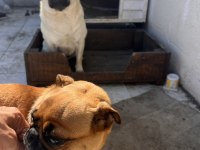 2 adet pug