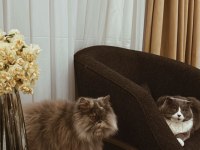 TAMAMEN ÜCRETSİZ SAHİPLENDİRME KEDİMİZ