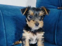 Yorkshire terrier yavrular