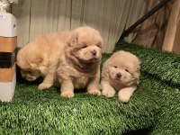 ESKİMO POFUDUK CHOW CHOW BEBEKLERİMİZ