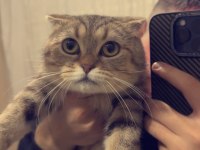 Tüm aşıları yapıldı 1 yaşında scottish fold