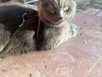 Alerji sebebiyle british longhair
