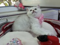 Silver shaded safkan british shorthair yavrular Catteryden