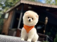 Sağlık ve ırk garantili pomeranianlarımız
