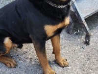 Safkan rottweiler sahiplendirme