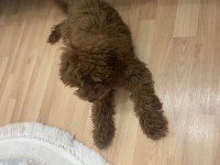 4 aylık dişi Toy Poodle