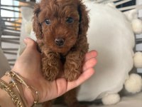 Son dişi yavru 50 günlük poodle