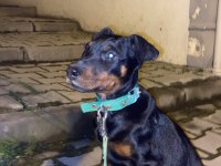 Safkan Doberman