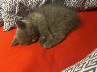 Orjinal ev doğumlu british kedi
