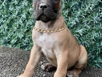 60 GÜNLÜK CANE CORSO YAVRULAR