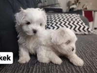 Maltese yavrular