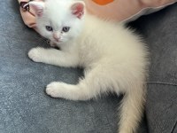 British shorthair prens yavrumuz