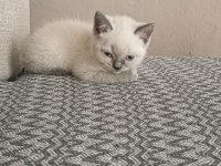 British blue point 45 günlük erkek yavru kedimiz