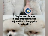 Pomeranian boo