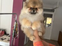 4 Aylık Yavru Pomeranian Boo