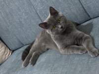 Dişi British Shorthair Kedimize Eş Arıyoruz