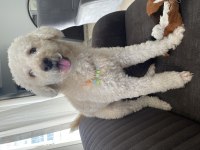 15 kg erkek kısır poodle büyük ork