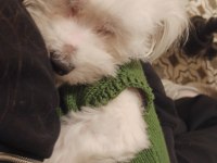 Sağlıklı maltese terrier 0 numara