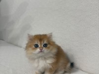 GOLDEN BRİTİSH LONGHAİR