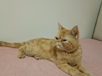 Dişi iran kedisi safkan