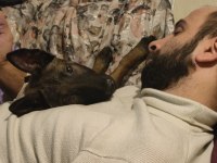 3 Aylık Safkan Belçika Malinois Yavru