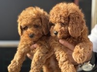 Petmode köpek çiftliğinden toy poodle yavrular